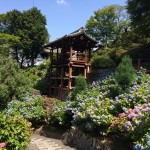 善峯寺・あじさい苑3