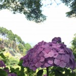 善峯寺・あじさい苑6
