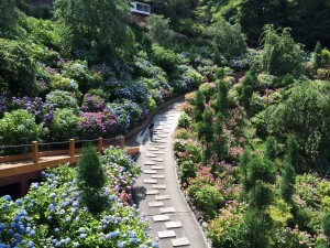 善峯寺・あじさい苑1
