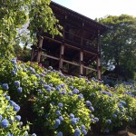 善峯寺・あじさい苑5