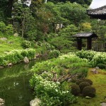 両足院・半夏生の庭園5