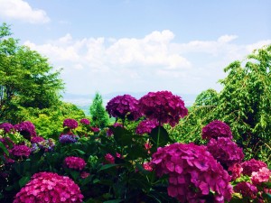 善峯寺・あじさい苑2