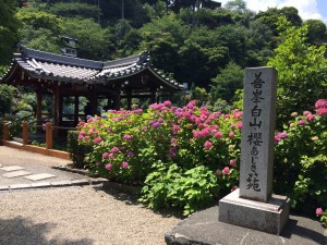 善峯寺・あじさい苑10