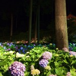 三室戸寺・あじさい園ライトアップ7