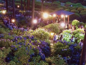 三室戸寺・あじさい園ライトアップ8