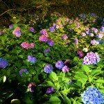 三室戸寺・あじさい園ライトアップ13