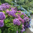 善峯寺・あじさい苑4