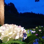 三室戸寺・あじさい園ライトアップ5