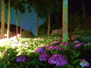 三室戸寺・あじさい園ライトアップ4