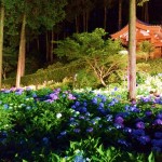 三室戸寺・あじさい園ライトアップ9