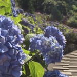 善峯寺・あじさい苑9