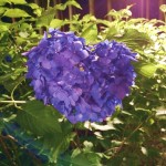 三室戸寺・ハート形のあじさい2