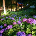 三室戸寺のあじさい園ライトアップ