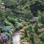 善峯寺・あじさい苑8