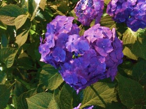 三室戸寺・ハート形のあじさい