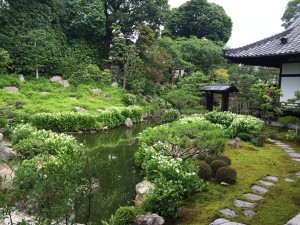 両足院の半夏生の庭園