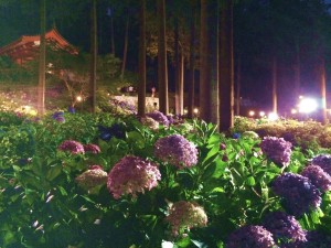 三室戸寺・あじさい園ライトアップ2