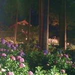 三室戸寺・あじさい園ライトアップ3
