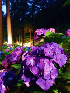 三室戸寺・あじさい園ライトアップ12