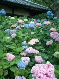 京都・藤森神社の紫陽花の写真2