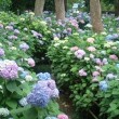 京都・藤森神社の紫陽花の写真1