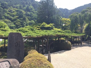 善峯寺・遊龍の松