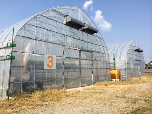 まさみ農園いちご狩り9