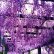 鳥羽の藤棚7