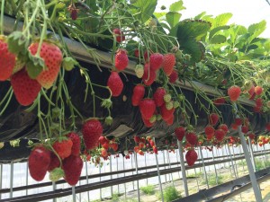 まさみ農園いちご狩り6