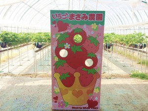 まさみ農園いちご狩り4