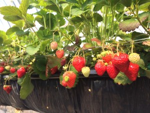 まさみ農園いちご狩り3