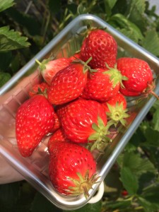 まさみ農園いちご狩り