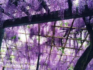 鳥羽の藤棚1