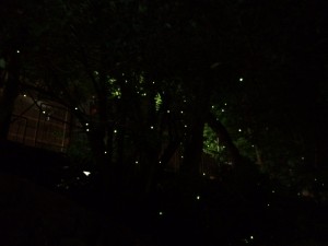 京の七夕　蛍の森