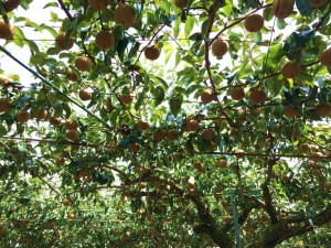 八幡梨狩園の写真7