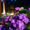 京都で有名な紫陽花の名所「三室戸寺・あじさい園」のライトアップ