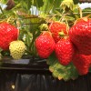 滋賀県のいちご狩り「まさみ農園」はイチゴ食べ放題！